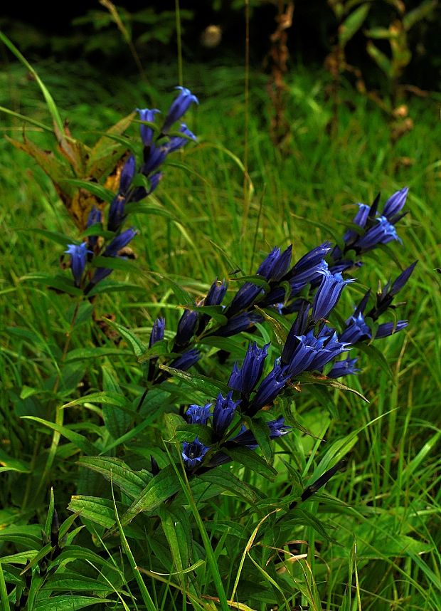 horec luskáčovitý Gentiana asclepiadea L.