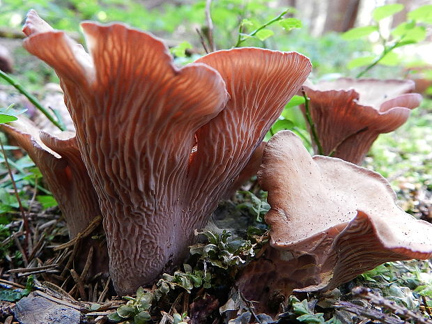 lievikovec kyjakovitý Gomphus clavatus (Pers.) Gray