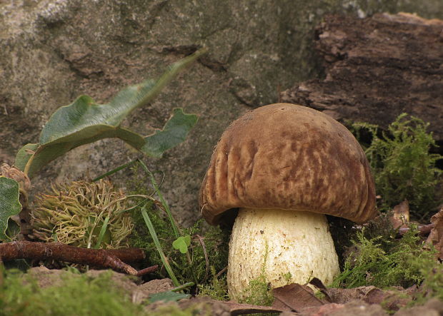 hríb jamkatý Hemileccinum depilatum (Redeuilh) Šutara