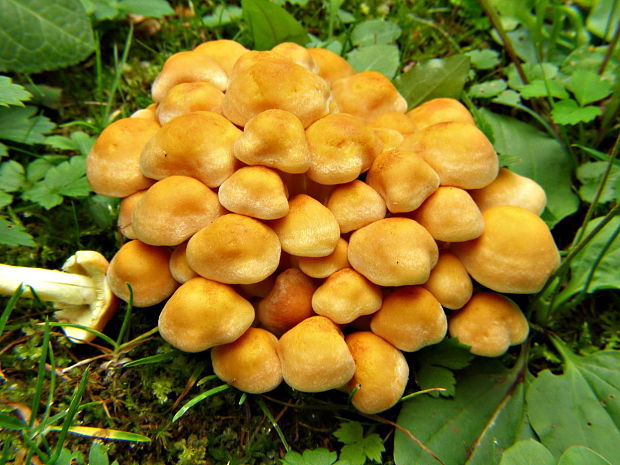 strapcovka zväzkovita Hypholoma fasciculare (Huds.) P. Kumm.