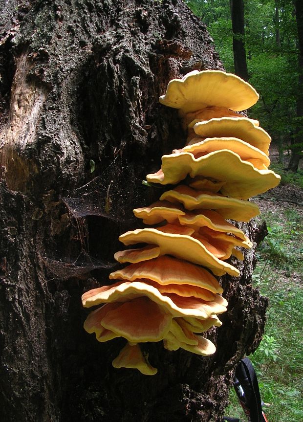 sírovec obyčajný Laetiporus sulphureus (Bull.) Murrill