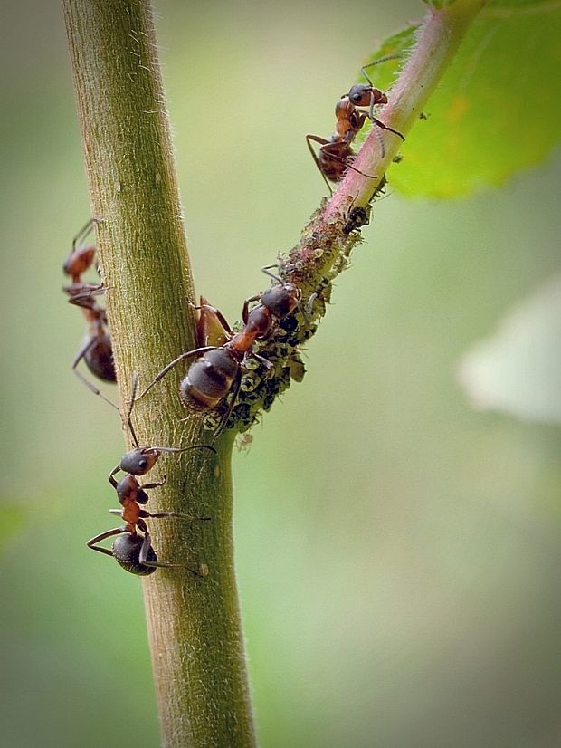 Pásli ovce (vošky) valasi (mravce)... Lasius niger