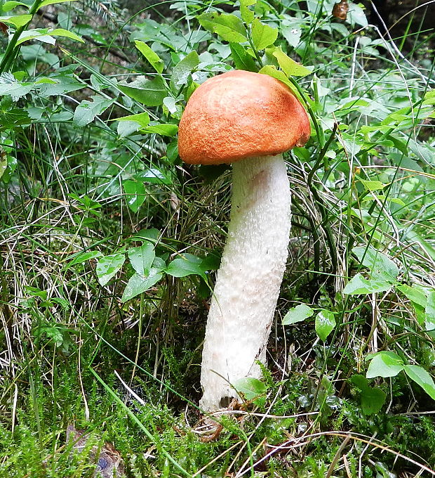 kozák osikový Leccinum albostipitatum den Bakker & Noordel.