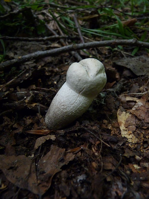 kozák biely Leccinum holopus (Rostk.) Watling