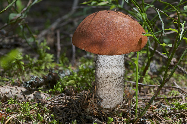 kozák smrekový Leccinum piceinum Pilát & Dermek