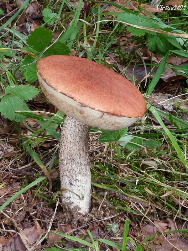 kozák Leccinum sp.