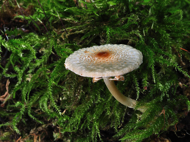 bedlička páchnúca Lepiota cristata Barla