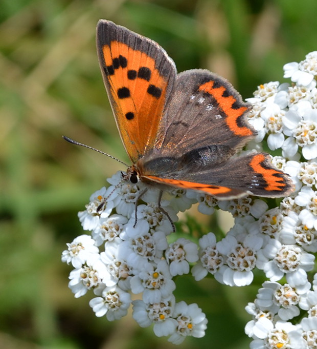 ohniváčik čiernokrídly Lycaena phlaeas