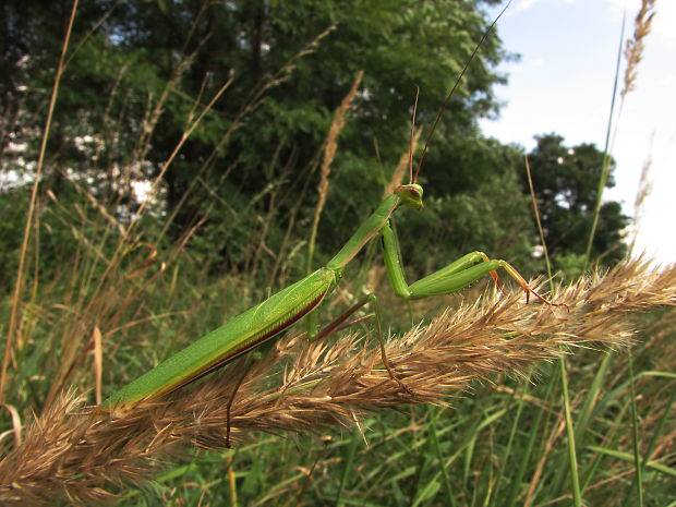 modlivka zelená Mantis religiosa