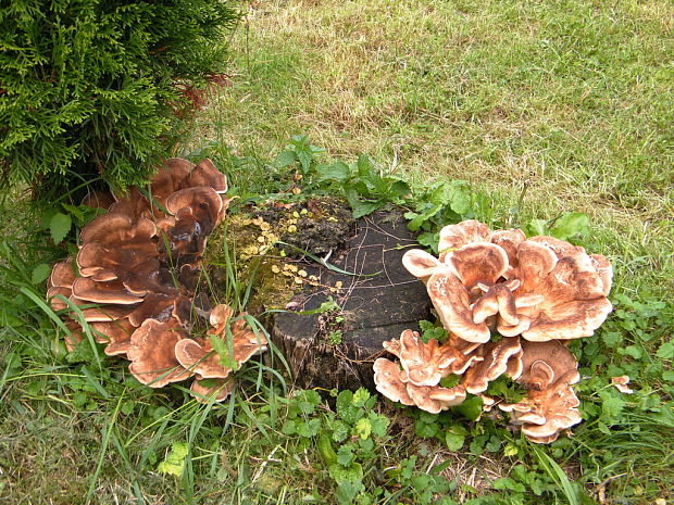 vejárovec obrovský Meripilus giganteus (Pers.) P. Karst.