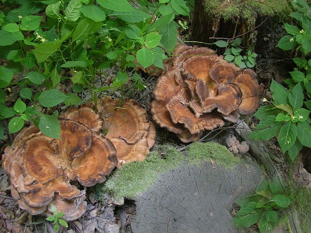 vejárovec obrovský Meripilus giganteus (Pers.) P. Karst.