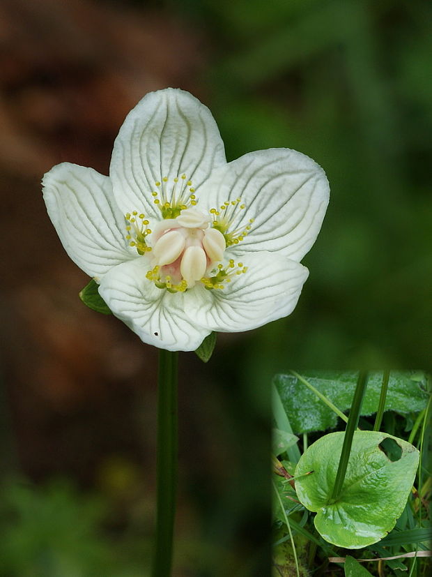 bielokvet močiarny Parnassia palustris L.