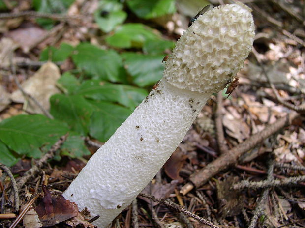 hadovka smradľavá Phallus impudicus L.