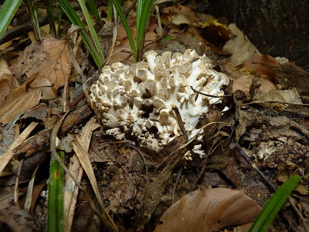 trúdnik klobúčkatý Polyporus umbellatus (Pers.) Fr.