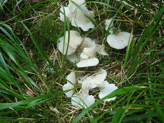 pajelenka zelatinova Pseudohydnum gelatinosum (Scop.) P. Karst.