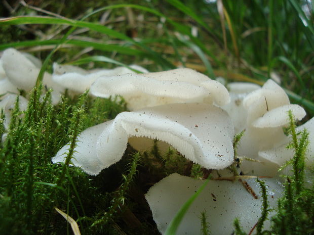 pajelenka zelatinova Pseudohydnum gelatinosum (Scop.) P. Karst.