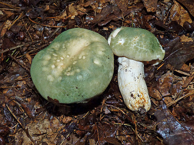 plávka zelenkastá Russula virescens (Schaeff.) Fr.