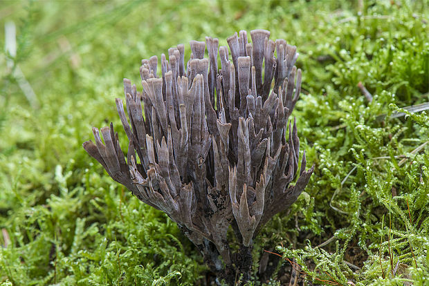 plesňovka smradľavá Thelephora palmata (Scop.) Fr.