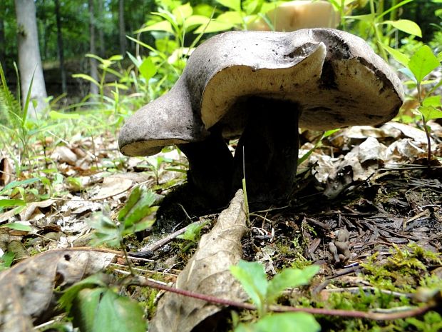 "Tylopilus bielohnedy" Tylopilus alboater (Schwein.) Murrill