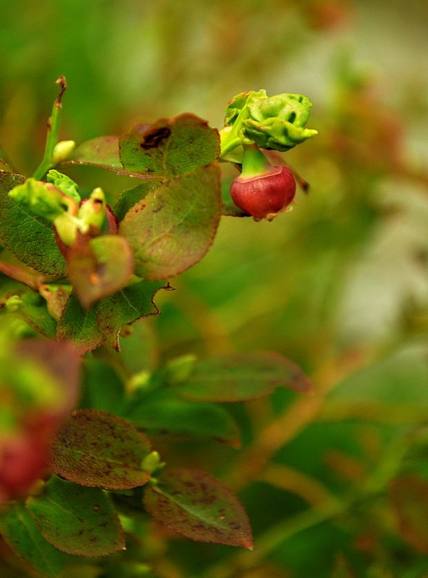 brusnica čučoriedková Vaccinium myrtillus L.