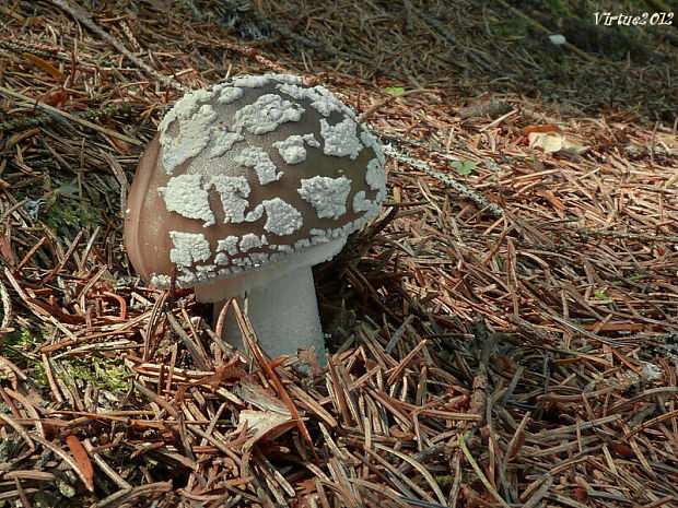 muchotrávka hrubá Amanita excelsa (Fr.) Bertill.