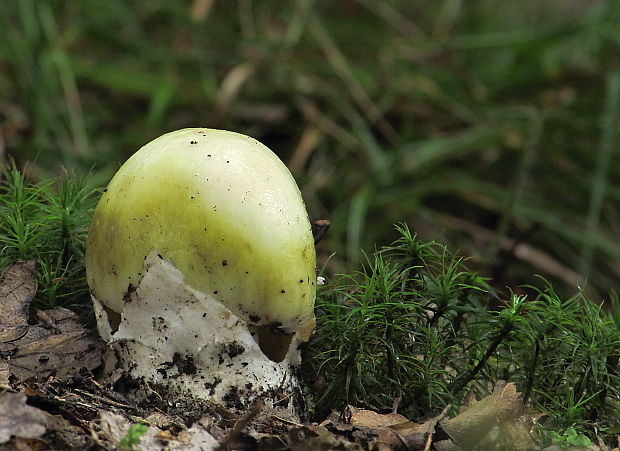 muchotrávka zelená Amanita phalloides (Vaill. ex Fr.) Link