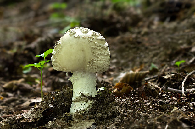 muchotrávka Amanita sp.