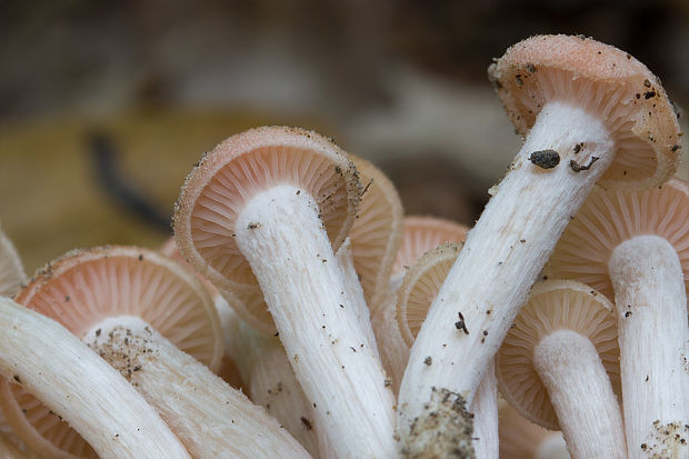 podpňovka bezprsteňová Armillaria socialis (DC.) Fayod