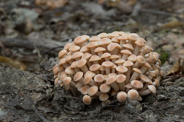 podpňovka bezprsteňová Armillaria socialis (DC.) Fayod