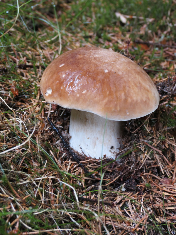 hríb smrekový Boletus edulis Bull.