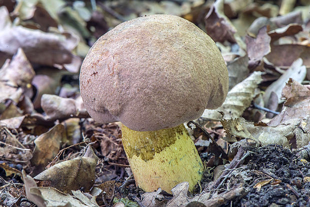 hríb nádherný Butyriboletus fuscoroseus (Smotl.) Vizzini & Gelardi