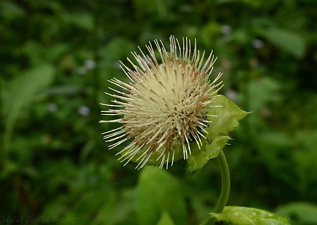 pichliač zelinový Cirsium oleraceum (L.) Scop.