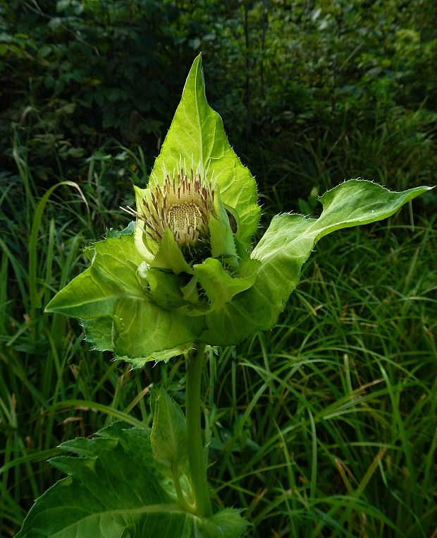 pichliač zelinový Cirsium oleraceum (L.) Scop.