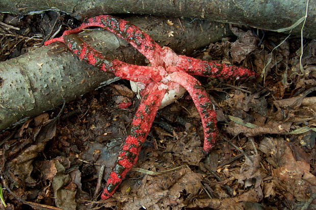 mrežovka kvetovitá Clathrus archeri (Berk.) Dring