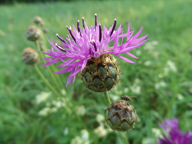 nevädzník hlaváčovitý Colymbada scabiosa  (L.) Holub