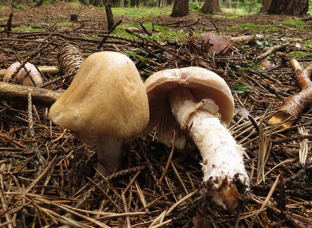 pavučinovec inovaťový Cortinarius caperatus (Pers.) Fr.