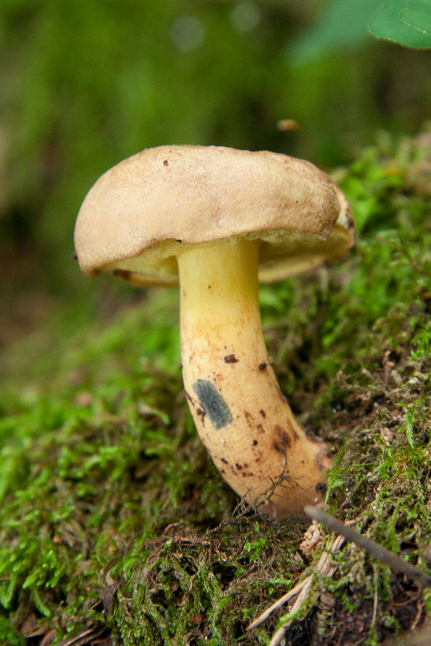 hríb modrejúci Cyanoboletus pulverulentus (Opat.) Gelardi, Vizzini & Simonini