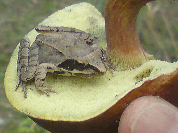 hríb modrejúci Cyanoboletus pulverulentus