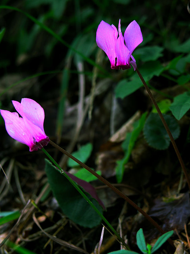 cyklámen fatranský Cyclamen fatrense Halda et Soják