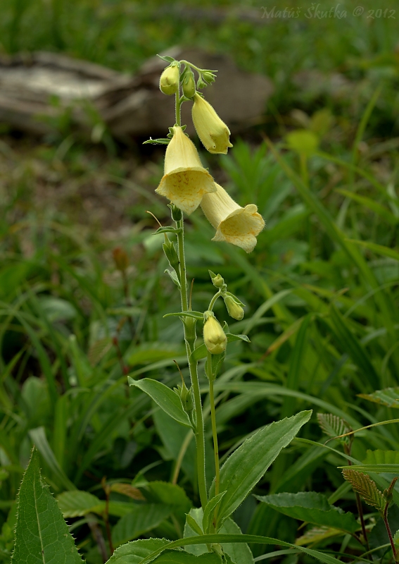 náprstník veľkokvetý Digitalis grandiflora Mill.