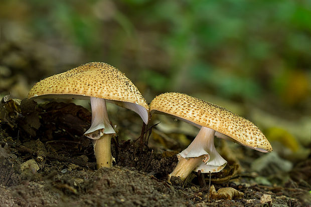 bedlička ostrošupinatá Echinoderma asperum (Pers.) Bon