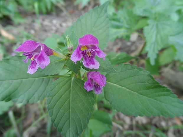 konopnica páperistá Galeopsis pubescens Besser