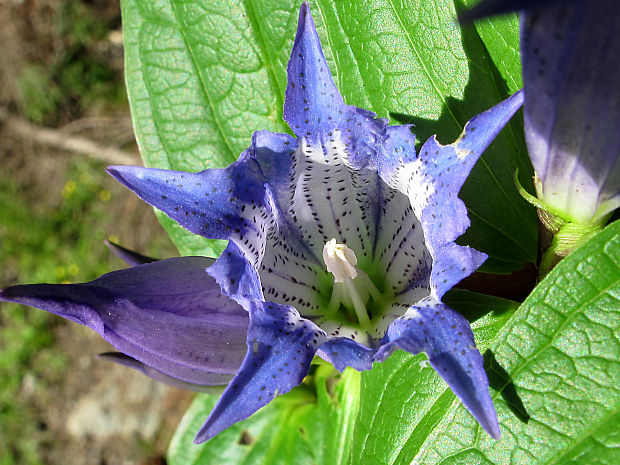 horec luskáčovitý Gentiana asclepiadea L.