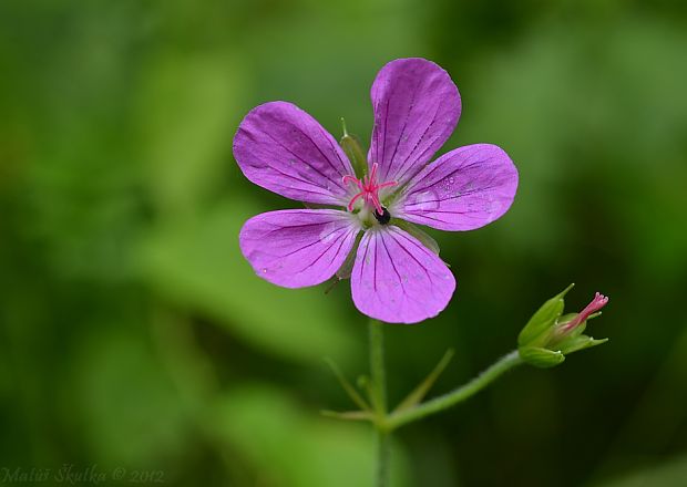 pakost lesný Geranium sylvaticum L.