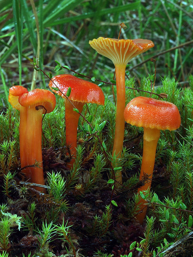 lúčnica kuriatkovitá Hygrocybe lepida Arnolds