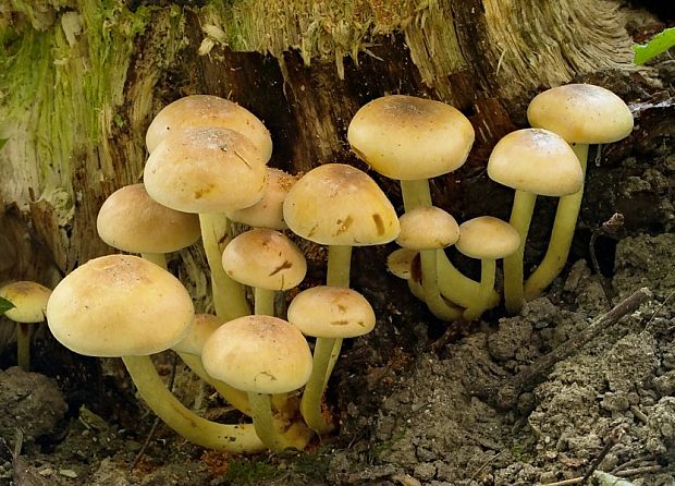 strapcovka zväzkovitá Hypholoma fasciculare (Huds.) P. Kumm.