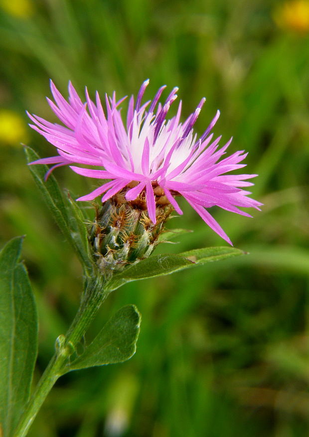 nevädzovec lúčny Jacea pratensis Lam.