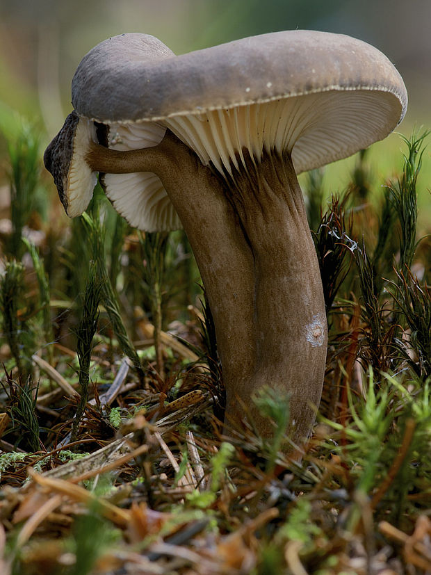 rýdzik čiernozamatový Lactarius lignyotus Fr.