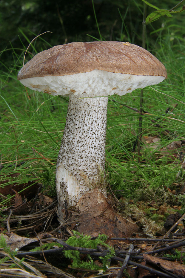 kozák brezový Leccinum scabrum (Bull.) Gray