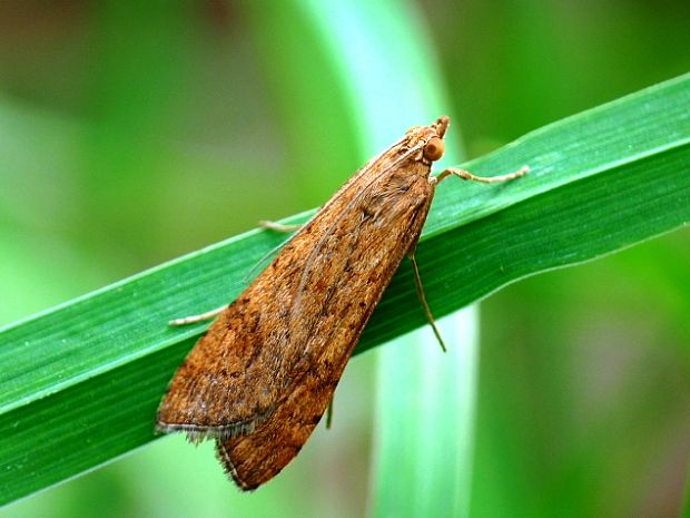 vijačka sťahovavá Nomophila noctuella